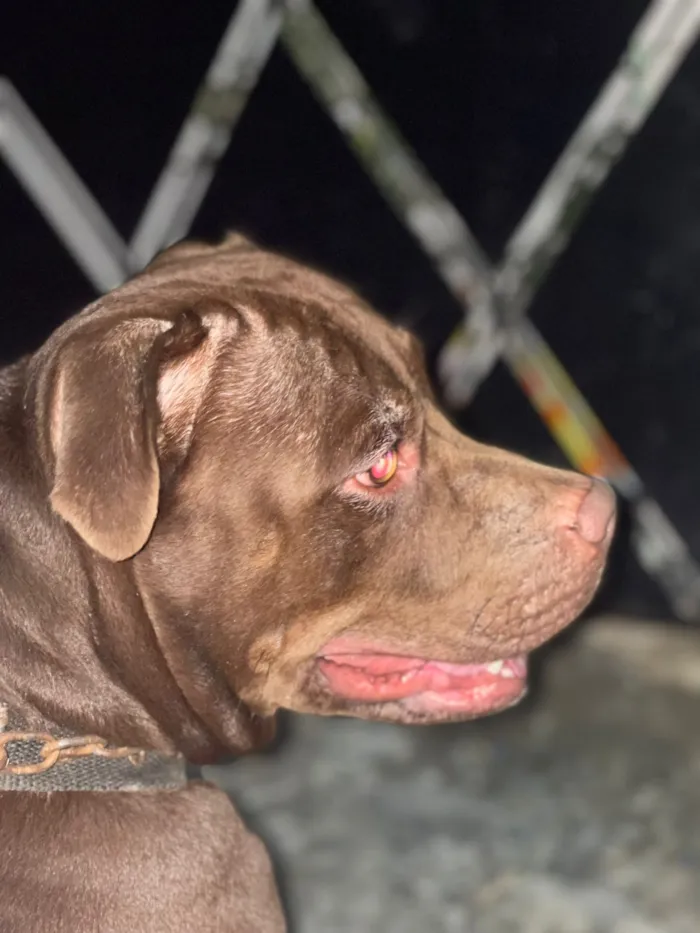Cachorro raça Pit-Bull idade 2 a 6 meses nome snoop