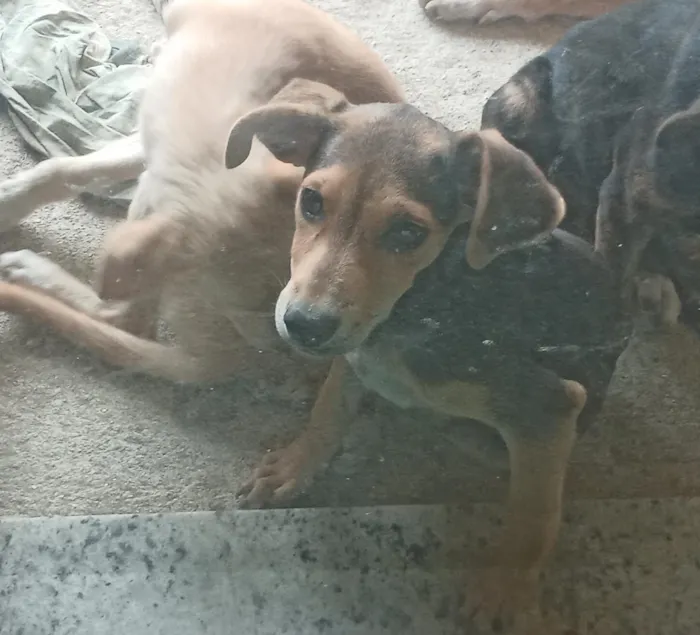 Cachorro raça SRD-ViraLata idade 2 a 6 meses nome cara suja