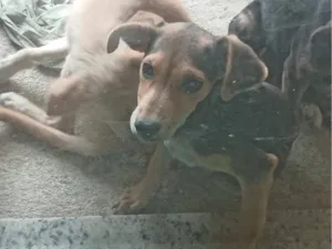 Cachorro raça SRD-ViraLata idade 2 a 6 meses nome cara suja
