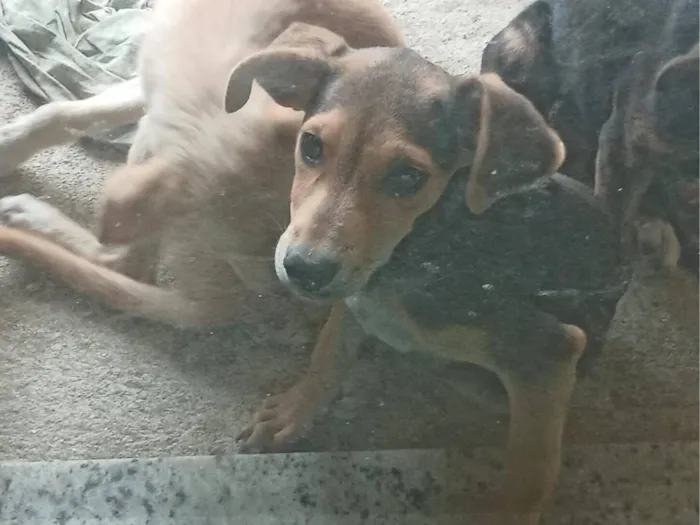 Cachorro raça SRD-ViraLata idade 2 a 6 meses nome cara suja