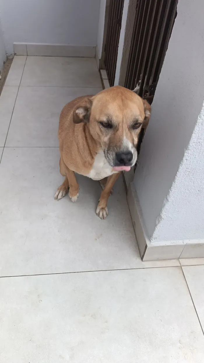 Cachorro raça SRD-ViraLata idade 3 anos nome Sheik