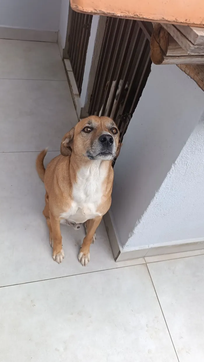 Cachorro raça SRD-ViraLata idade 3 anos nome Sheik