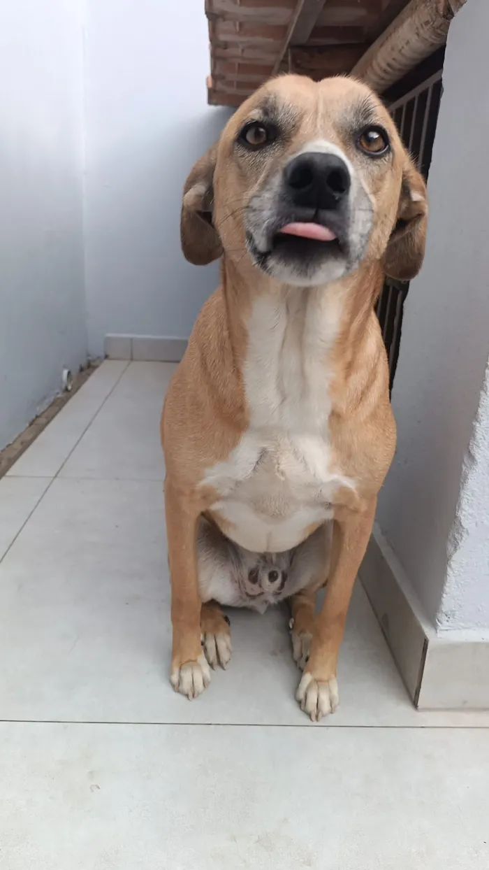 Cachorro raça SRD-ViraLata idade 3 anos nome Sheik