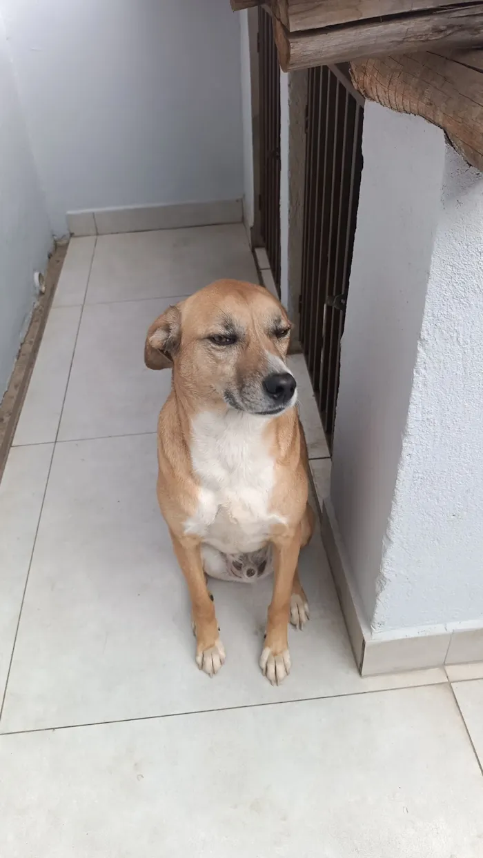 Cachorro raça SRD-ViraLata idade 3 anos nome Sheik
