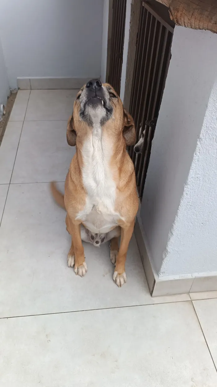 Cachorro raça SRD-ViraLata idade 3 anos nome Sheik