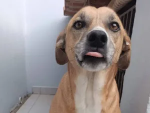 Cachorro raça SRD-ViraLata idade 3 anos nome Sheik