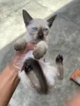 4 filhotes de gatos para doação
