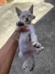 4 filhotes de gatos para doação