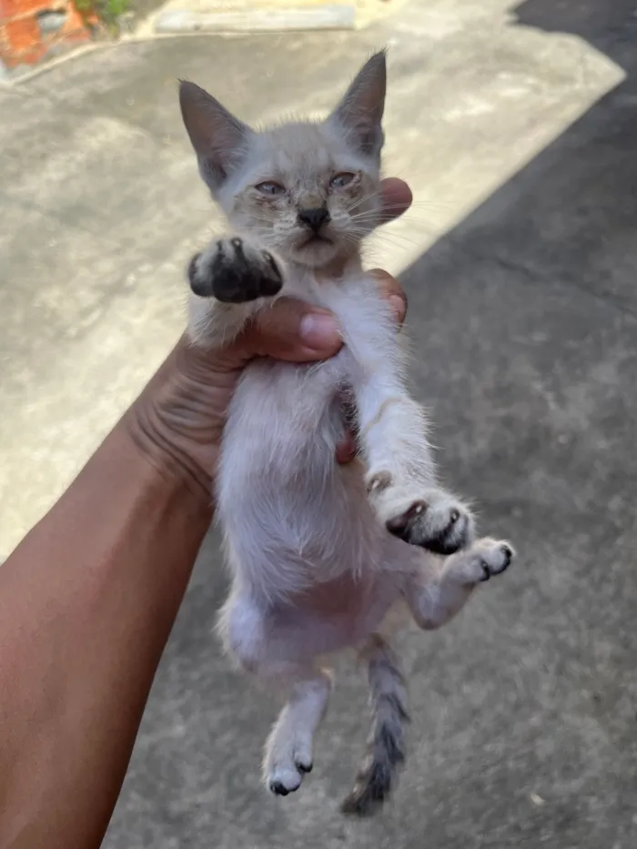 Gato raça SRD-ViraLata idade Abaixo de 2 meses nome 4 filhotes de gatos para doação