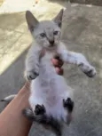 4 filhotes de gatos para doação