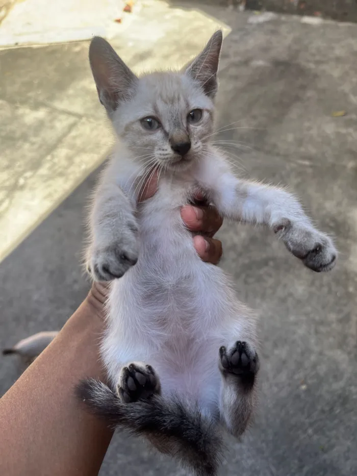 Gato raça SRD-ViraLata idade Abaixo de 2 meses nome 4 filhotes de gatos para doação