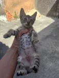 4 filhotes de gatos para doação