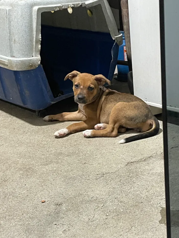 Cachorro raça SRD-ViraLata idade 2 a 6 meses nome Não tem nome 