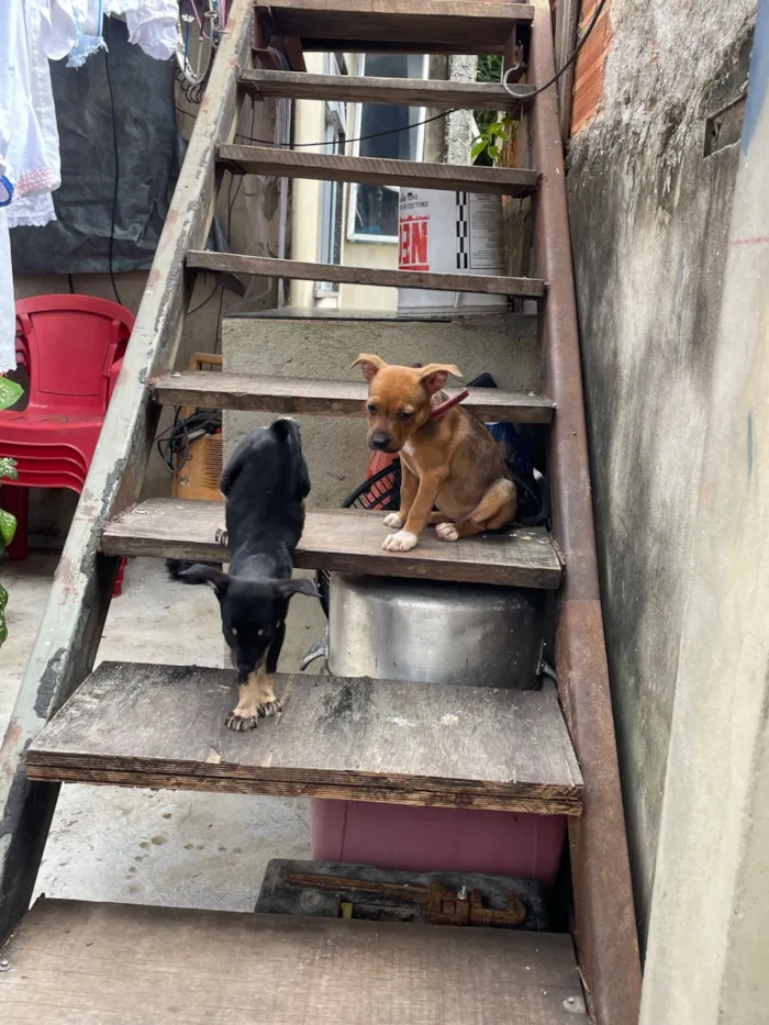 Cachorro raça SRD-ViraLata idade 2 a 6 meses nome Não tem nome 