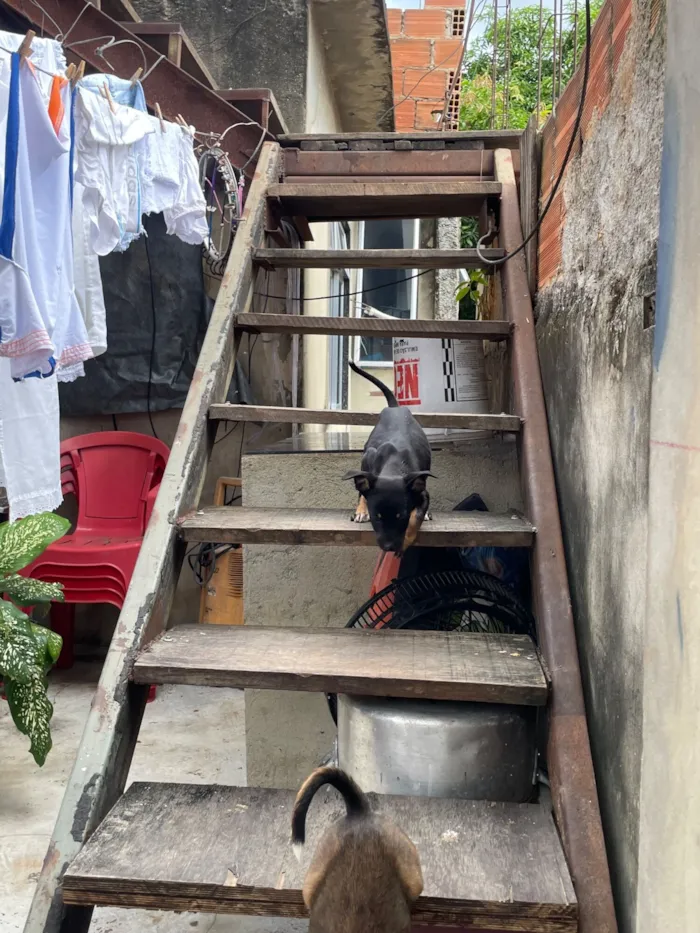 Cachorro raça SRD-ViraLata idade 2 a 6 meses nome Não tem nome 