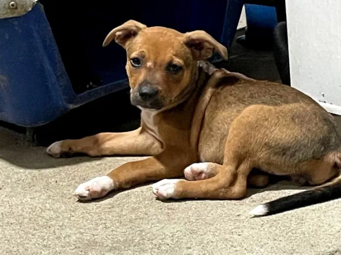 Cachorro raça SRD-ViraLata idade 2 a 6 meses nome Não tem nome 