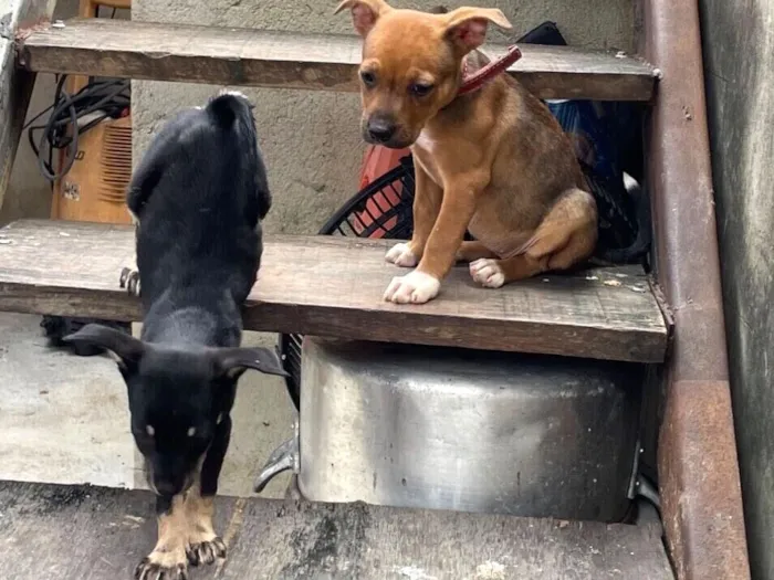 Cachorro raça SRD-ViraLata idade 2 a 6 meses nome Não tem nome 