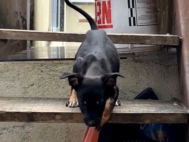 Cachorro raça SRD-ViraLata idade 2 a 6 meses nome Não tem nome 