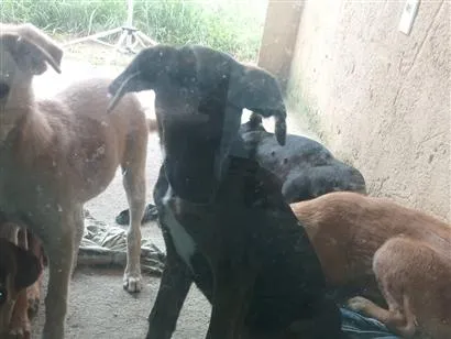 Cachorro raça SRD-ViraLata idade 2 a 6 meses nome Gigante
