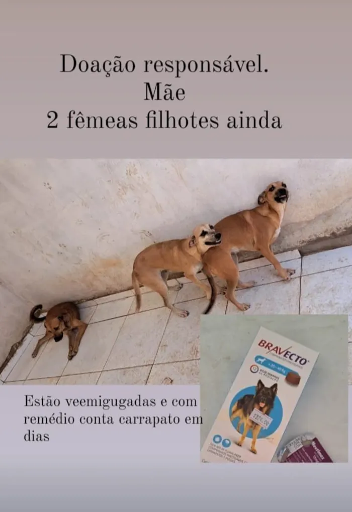 Cachorro raça SRD-ViraLata idade 2 anos nome DÉBORA CECILIA 
