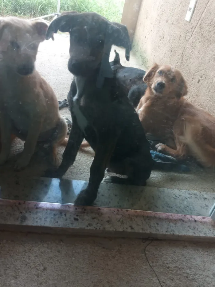 Cachorro raça SRD-ViraLata idade 2 a 6 meses nome Gigante