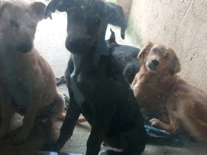 Cachorro raça SRD-ViraLata idade 2 a 6 meses nome Gigante