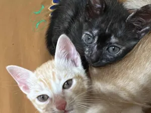 Gato raça SRD-ViraLata idade Abaixo de 2 meses nome Diana e Caleb