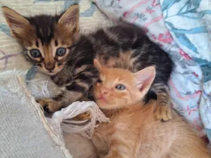 Gato raça SRD-ViraLata idade Abaixo de 2 meses nome Leãozinho