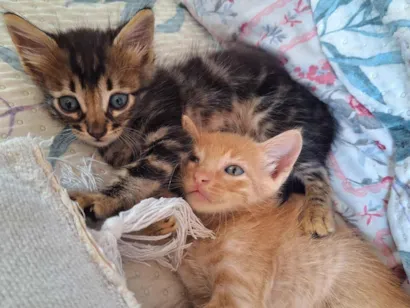 Gato raça SRD-ViraLata idade Abaixo de 2 meses nome Leãozinho