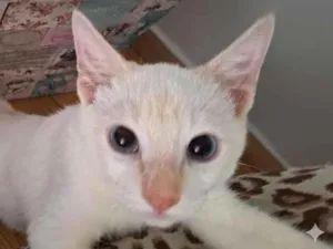 Gato raça SRD-ViraLata idade 2 a 6 meses nome Floquinho 