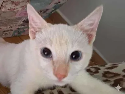 Gato raça SRD-ViraLata idade 2 a 6 meses nome Floquinho 