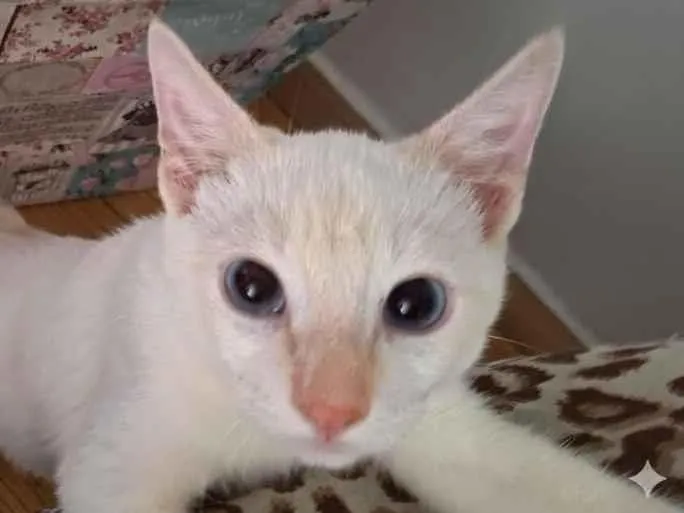 Gato raça SRD-ViraLata idade 2 a 6 meses nome Floquinho 