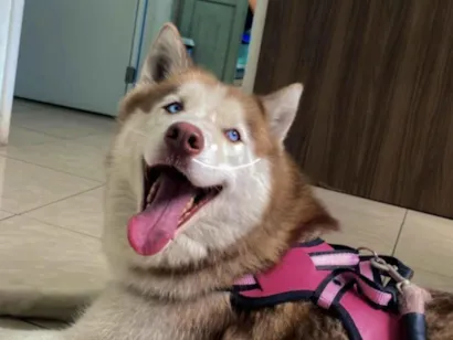 Cachorro raça Husky Siberiano idade 4 anos nome Kyara - Husky Siberiano 