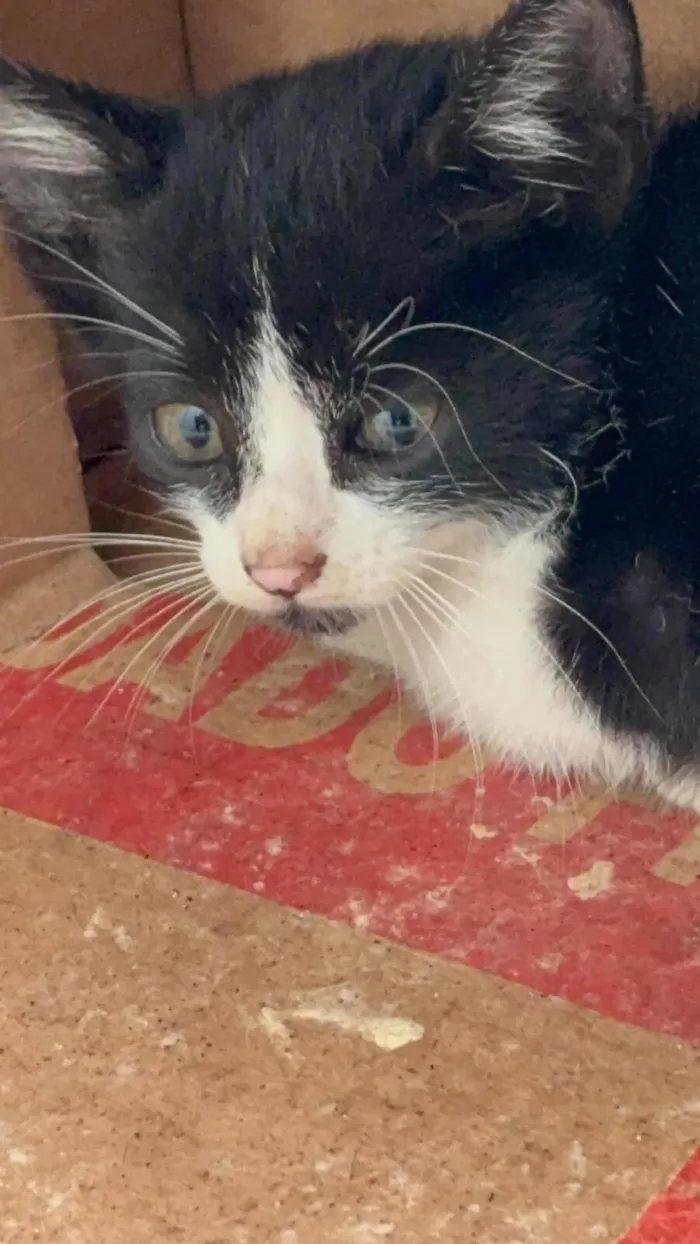 Gato raça SRD-ViraLata idade Abaixo de 2 meses nome FOFINHOS