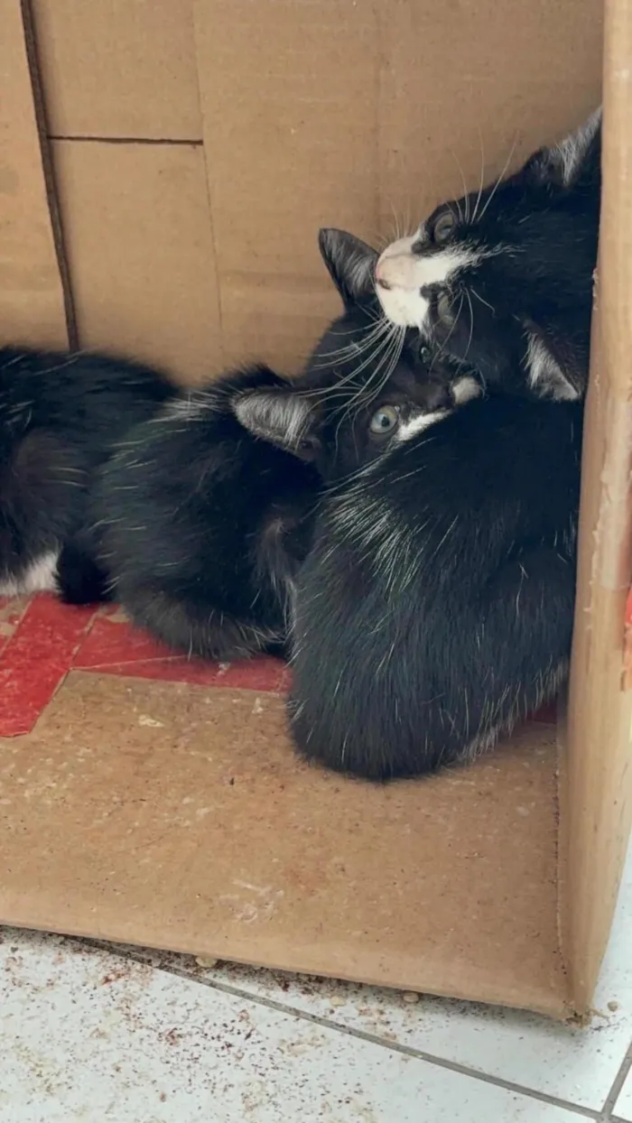 Gato raça SRD-ViraLata idade Abaixo de 2 meses nome FOFINHOS