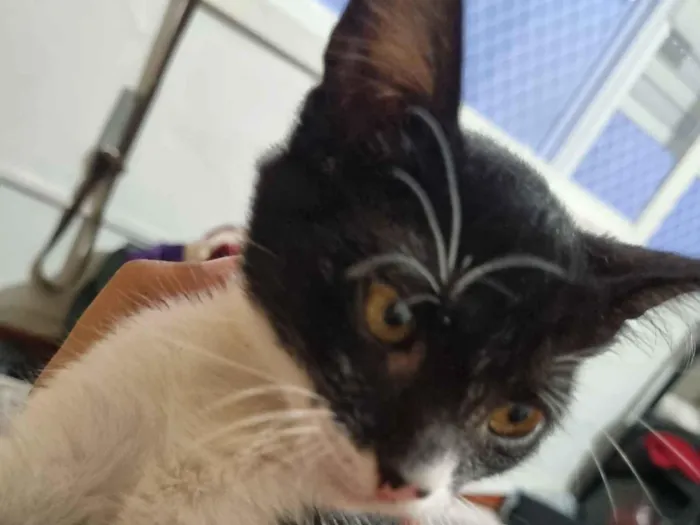 Gato raça SRD-ViraLata idade 2 a 6 meses nome Pequeninho 