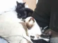 3 gatinhos para adoção 