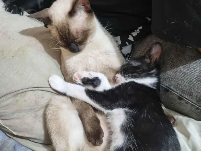 Gato raça SRD-ViraLata idade 7 a 11 meses nome 3 gatinhos para adoção 