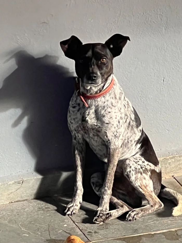 Cachorro raça SRD-ViraLata idade 3 anos nome Tostao