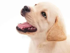 Cachorro raça Labrador idade 2 a 6 meses nome farofa