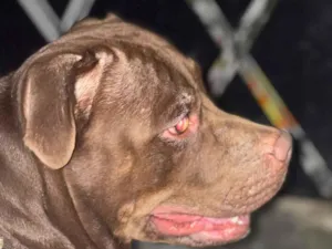 Cachorro raça Pit-Bull idade 2 a 6 meses nome snoop