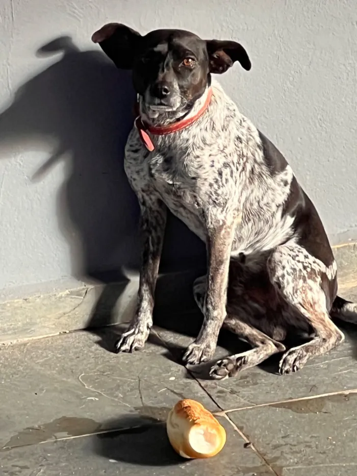 Cachorro raça SRD-ViraLata idade 3 anos nome Tostao