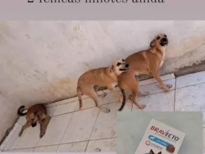Cachorro raça SRD-ViraLata idade 2 anos nome DÉBORA CECILIA 