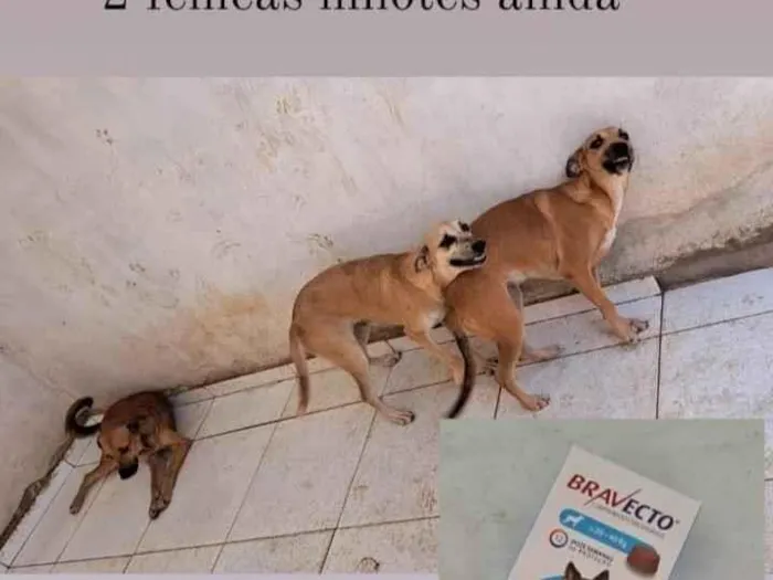 Cachorro raça SRD-ViraLata idade 2 anos nome DÉBORA CECILIA 