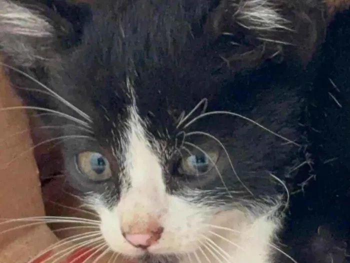 Gato raça SRD-ViraLata idade Abaixo de 2 meses nome FOFINHOS