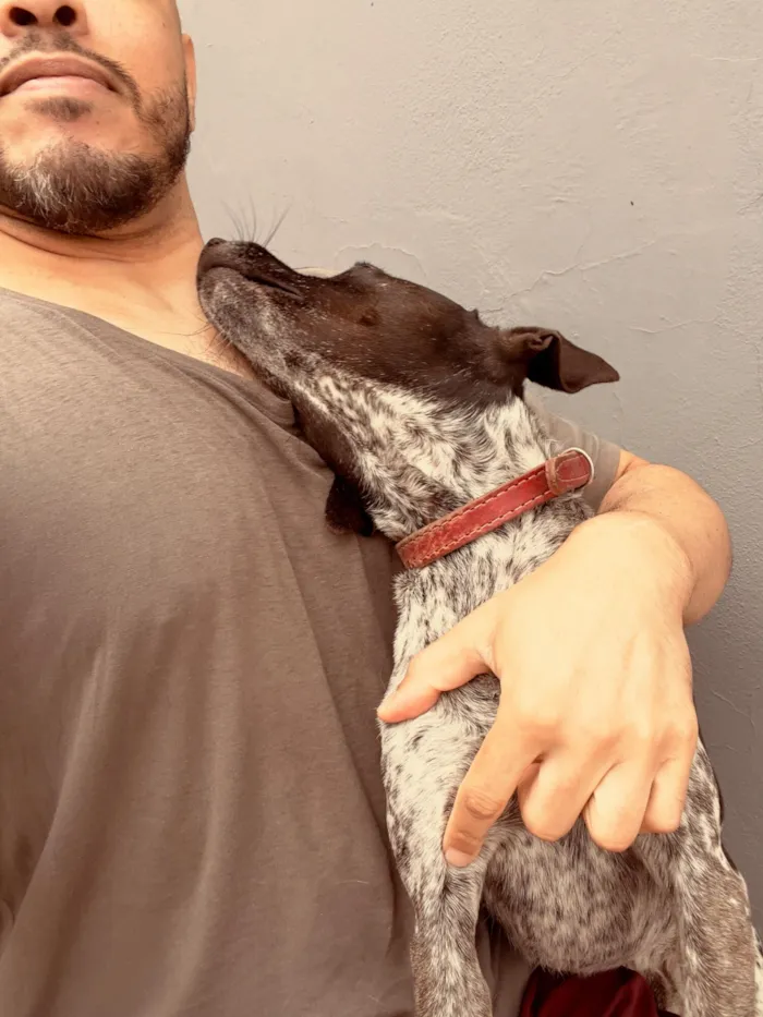 Cachorro raça SRD-ViraLata idade 3 anos nome Tostao