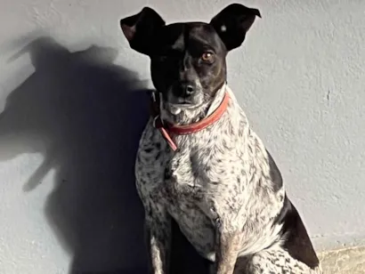 Cachorro raça SRD-ViraLata idade 3 anos nome Tostao