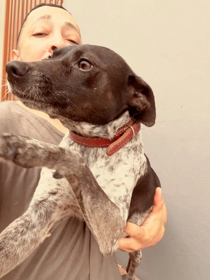 Cachorro raça SRD-ViraLata idade 3 anos nome Tostao