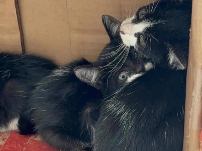 Gato raça SRD-ViraLata idade Abaixo de 2 meses nome FOFINHOS