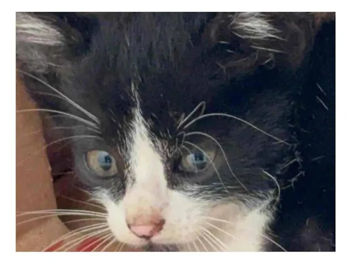 Gato raça SRD-ViraLata idade Abaixo de 2 meses nome FOFINHOS